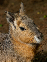 Cute patagonian mara closeup portrait