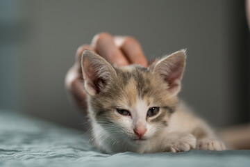 The pet owner's hand is stroking a small sleepy kitten. The baby cat lies and rests on the bed in the bedroom. Taking care of your beloved animals. Close-up, blurred background.