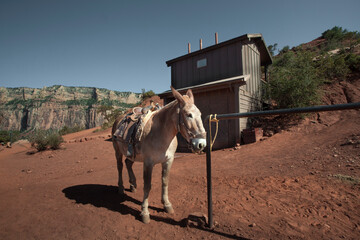 View of the nice horse/mule in grand canyon environment