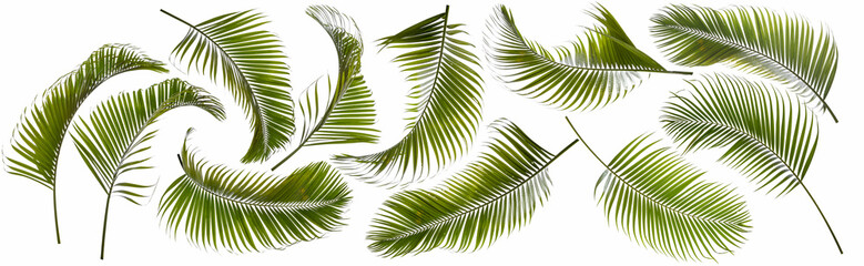 Collection of different size of coconut palm leafs on white back to be cut out