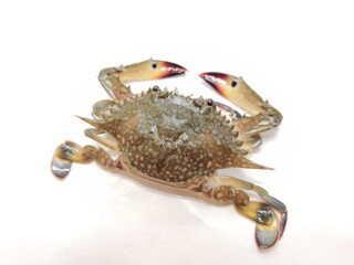 Selective focus of gazami crab(Portunus trituberculatus) isolated on white background.