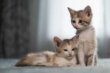 Two tricolor kittens on the bed in the bedroom. One sits and the other lies. Pet care at home. The window is in the background. Close-up, blurred background.