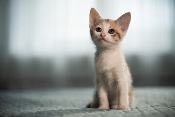 A red-and-white kitten sits on a bed in a bright bedroom. Newborn pet. Baby cat care. Close-up, blurred background.