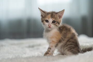 Surprised kitten sits on the bed against the background of the window and looks at the camera. Small animal care, love for pussies. Close-up, blurred background.