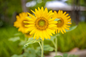 sunflower in the garden