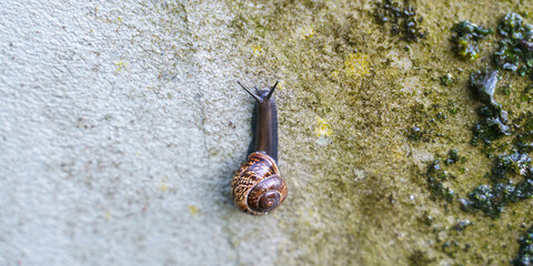 A small snail crawls on a  wall close up