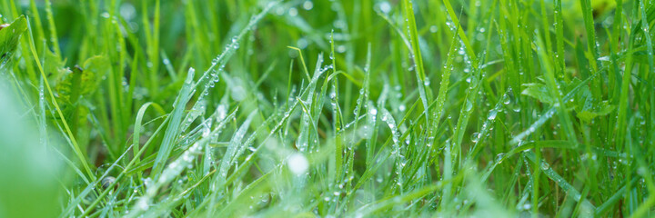 Fototapeta na wymiar fresh green grass with morning dew, close up