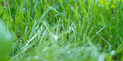 fresh green grass with morning dew, close up