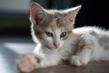 A sleepy kitten with big ears is lying on the floor. The pet is resting after active games. Close-up.