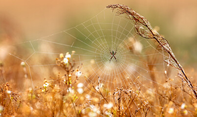 Wasp spider, Argiope, web covered by dew. Selective focus.