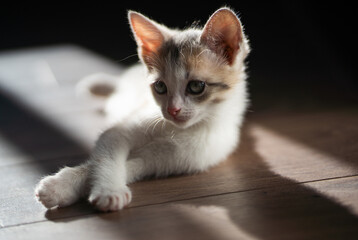 A small kitten with beautiful eyes has crossed its paws and lies calmly on the floor. The sunbeams from the window confront his smooth fur. Close-up.