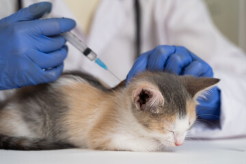 The veterinarian gives the kitten the first vaccination. Pet care and care. Close-up.