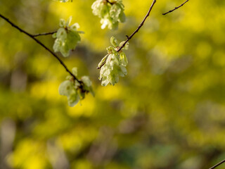 Spring Budding