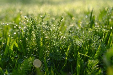 Beautiful nature background with grass and morning dew. Sunbeams of the morning sun with water drops. Concept for nature and environment.