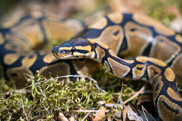 Beautiful royal python on the grass. The snake raised its head and prepares to attack defenseless...