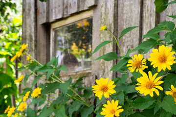 Old farmhouse with a wooden window and yellow flowers. A beautiful boarded up old window in a carved wooden frame.