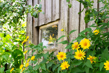 Yellow flowers and old wooden farmhouse wall with small window.