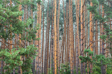 Fototapeta premium Young green bright birch forest. Texture. Abstract natural background.
