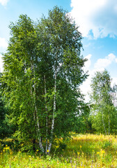 Fototapeta premium trees in the woods