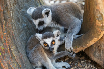 Fototapeta premium Madagascar lemurs, mother with baby close up