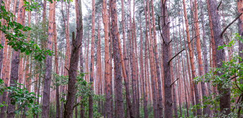 Morning coniferous blurred forest, abstact nature texture.