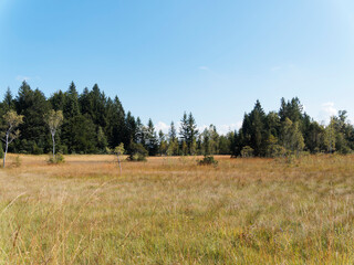 Fototapeta premium Wetlands and moors around Kirchsee lake popular area in the areas of the municipality of Sachsenkam and the city of Bad Tölz in Upper Bavaria (Germany)