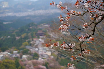 吉野山の千本桜