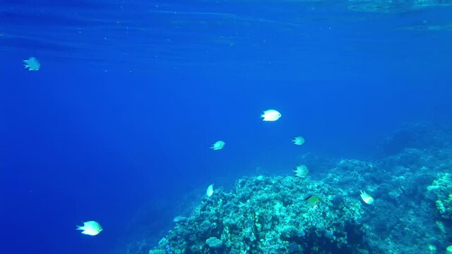 (Amblyglyphidodon leucogaster) swallow fish swims on the background of corals. Red sea egypt