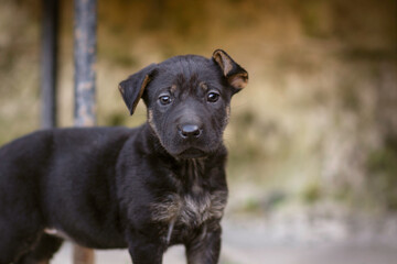 Cute little puppy dog on the village yard