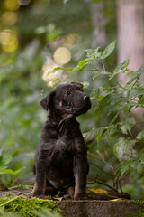 Cute little puppy posing in the forest on the stump