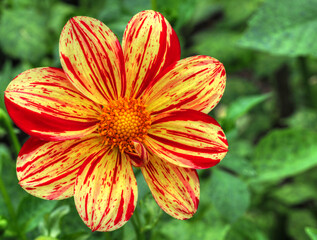 Gelbrotgestreifte Dahlienblüte