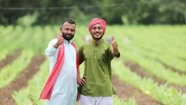 Young indian farmers showing thumps up at green turmeric agriculture field.
