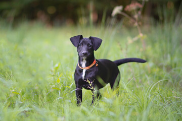 Beautiful black puppy dog posing in the nature 