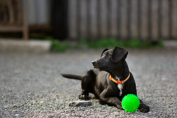 Cute black mix breed puppy dog playing with toy on the yard