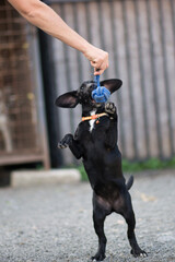 Cute black mix breed puppy dog playing with toy on the yard