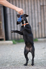 Cute black mix breed puppy dog playing with toy on the yard