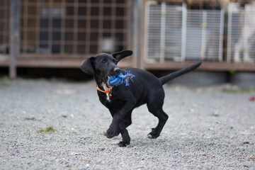 Cute black mix breed puppy dog playing with toy on the yard