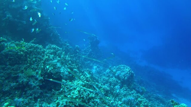 Bluespotted cornetfish (Fistularia commersonii). Flute fish near a coral reef. Egypt Red Sea