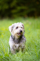 Smiling shaggy terrier dog posing in the nature