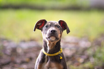 Beautiful blue tricolor amstaff puppy dog portrait posing in the forest 