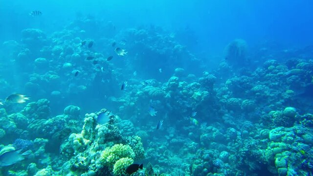(Amblyglyphidodon leucogaster) swallow fish swims on the background of corals. Red sea egypt