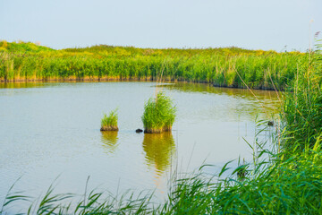 The edge of a lake with reed and wild flowers in a green yellow wetland in sunlight in summer, Almere, Flevoland, The Netherlands, September 7, 2021