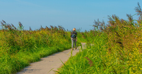 Reed and wild flowers in a green field in wetland in bright sunlight in summer, Almere, Flevoland, Netherlands, September 7, 2021
