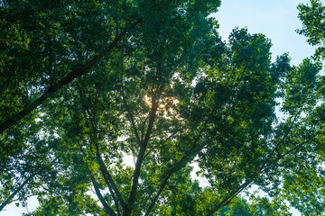 Obraz premium Footpath in a green woodland forest in wetland in bright sunlight and shadow in summer, Almere, Flevoland, The Netherlands, September 7, 2021