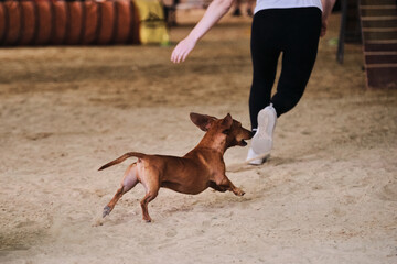 Rabbit smooth haired dachshund of red color runs with its owner at competitions. The future winner...