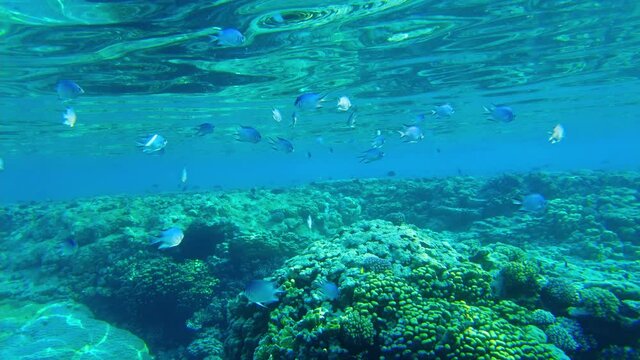 (Amblyglyphidodon leucogaster) swallow fish swims on the background of corals. Red sea egypt