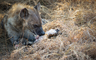 Naklejka premium Hyaena feeding on buffalo carcass 