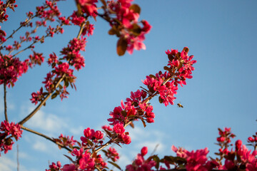 Honeybee hovering beside a blossoming crabapple tree with blue sky background 