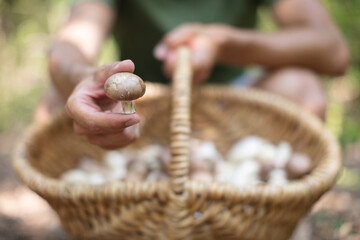 female hands holding a bunch of mushrooms