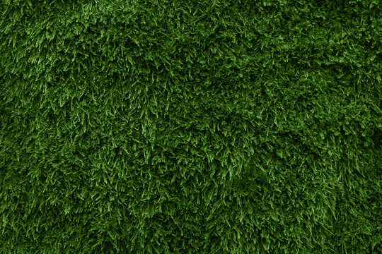 Green moss texture and background, stone in the forest covered with moss Dicranum broom-shaped, evergreen plant of the moist forest